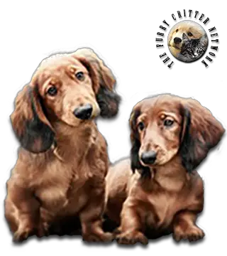 Mini Foxillon Dog Breed Information and Pictures