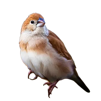 African Silverbill Species Guide - Furry Critter Network