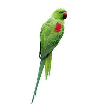 Alexandrine Parakeet Species Guide - Furry Critter Network