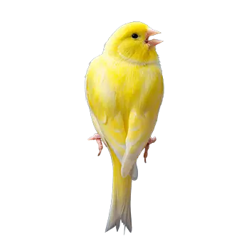 American Singer Canary Species Guide - Furry Critter Network