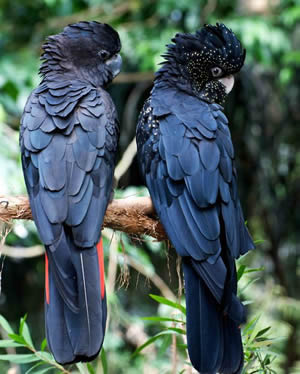 cockatoo species name