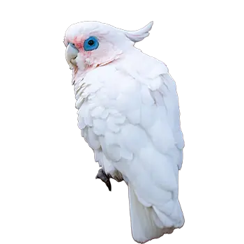 Bare-Eyed Cockatoo Species Guide - Furry Critter Network