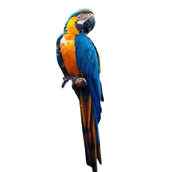 Blue and Gold Macaw Species Guide - Furry Critter Network