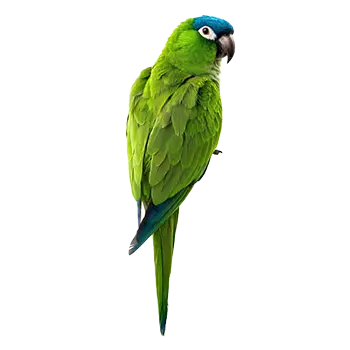 Blue-Crowned Conure Species Guide - Furry Critter Network