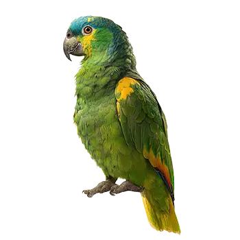 Blue-Fronted Amazon Species Guide - Furry Critter Network
