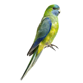 Blue Winged Parakeet Species Guide - Furry Critter Network