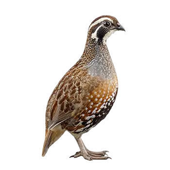 Bobwhite Quail Species Guide - Furry Critter Network