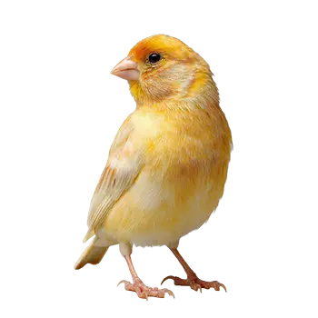 Border Canary Species Guide - Furry Critter Network