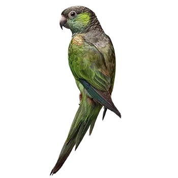 Bronze Winged Parakeet Species Guide - Furry Critter Network