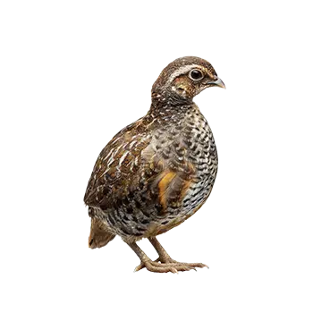 Button Quail Species Guide - Furry Critter Network