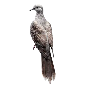 Cape Dove Species Guide - Furry Critter Network