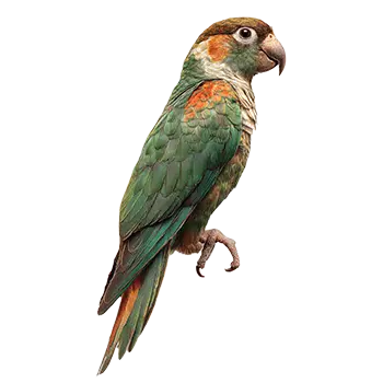 Cape Parrot Species Guide - Furry Critter Network