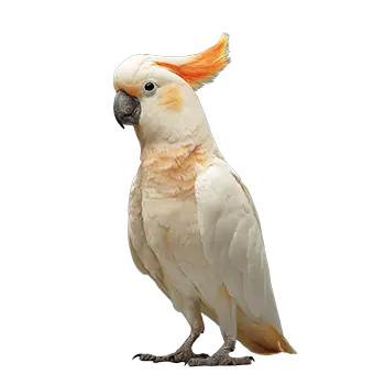 Citron-Crested Cockatoo Species Guide - Furry Critter Network