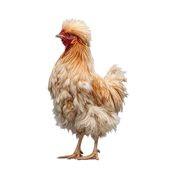 Cochin Bantam Species Guide - Furry Critter Network