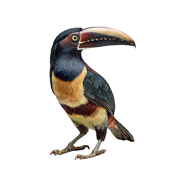 Collared Aracari Species Guide - Furry Critter Network