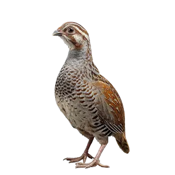 Coturnix Quail Species Guide - Furry Critter Network