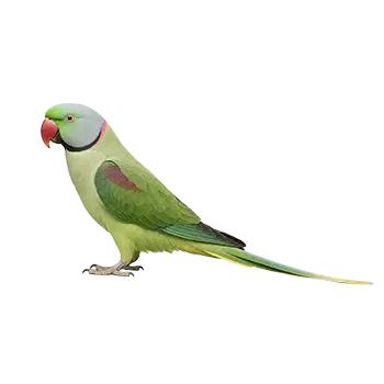 Derbyan Parakeet Species Guide - Furry Critter Network