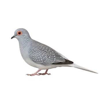 Diamond Dove Species Guide - Furry Critter Network