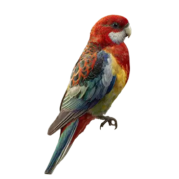 Eastern Rosella Species Guide - Furry Critter Network