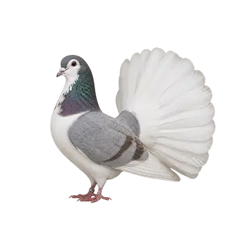 Fantail Pigeon Species Guide - Furry Critter Network