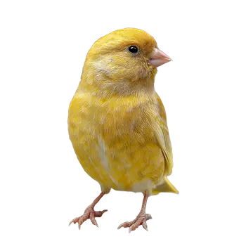 Fife Fancy Canary Species Guide - Furry Critter Network