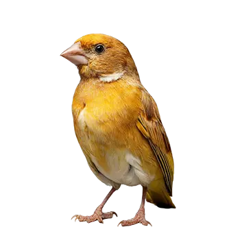 German Roller Canary Species Guide - Furry Critter Network