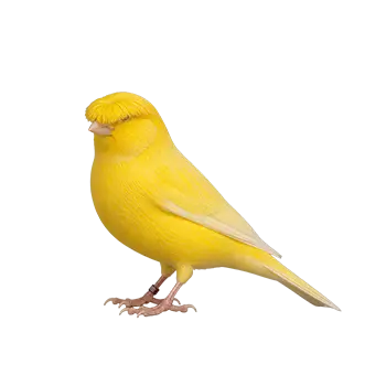 Gloster Canary Species Guide - Furry Critter Network