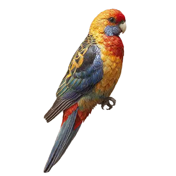 Golden-Mantled Rosella Species Guide - Furry Critter Network