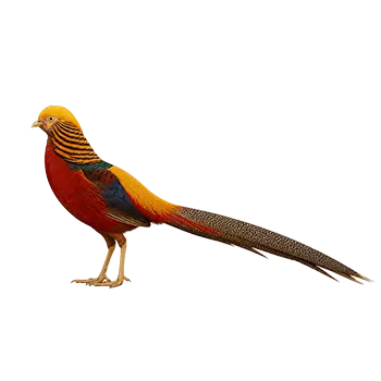 Golden Pheasant Species Guide - Furry Critter Network