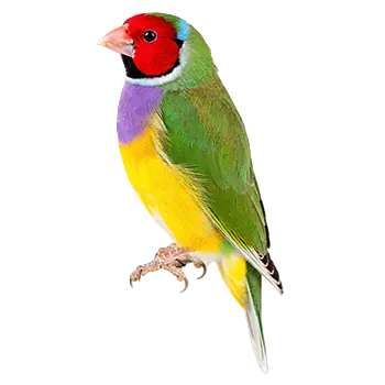 Gouldian Finch Species Guide - Furry Critter Network