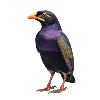 Greater Hill Mynah Species Guide - Furry Critter Network