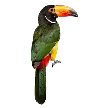 Green Aracari Species Guide - Furry Critter Network