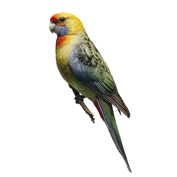 Green Rosella Species Guide - Furry Critter Network