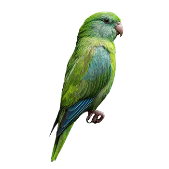 Green-Rumped Parrotlet