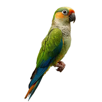 Half-Moon Conure Species Guide - Furry Critter Network