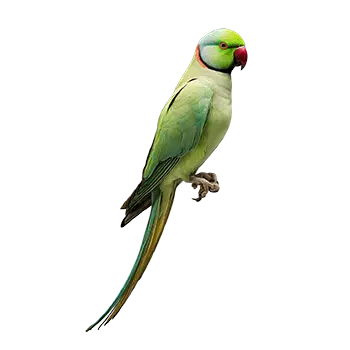 Indian Ringneck Parakeet Species Guide - Furry Critter Network