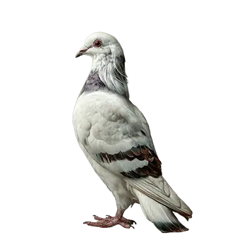 Jacobin Pigeon Species Guide - Furry Critter Network