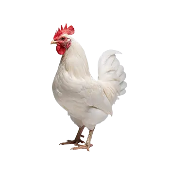 Japanese Bantam Species Guide - Furry Critter Network
