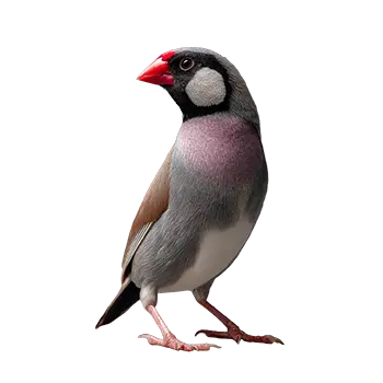 Java Sparrow Species Guide - Furry Critter Network