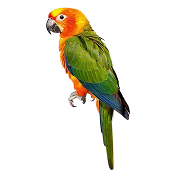 Jenday Conure Species Guide - Furry Critter Network