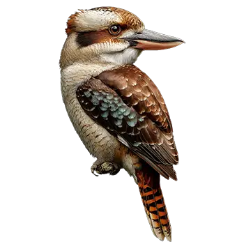Kookaburra Species Guide - Furry Critter Network