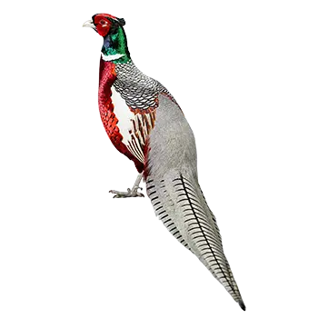Lady Amherst's Pheasant