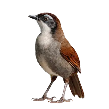 Laughing Thrush Species Guide - Furry Critter Network