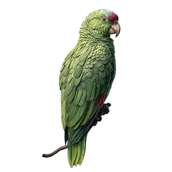 Lilac-Crowned Amazon Species Guide - Furry Critter Network