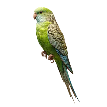 Lineolated Parakeet Species Guide - Furry Critter Network