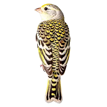 Lizard Canary Species Guide - Furry Critter Network