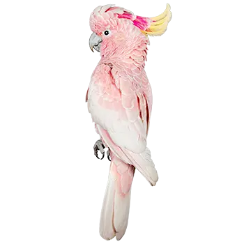Major Mitchell's Cockatoo