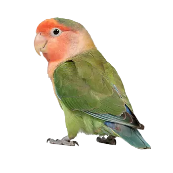 Peach-Faced Lovebird Species Guide - Furry Critter Network