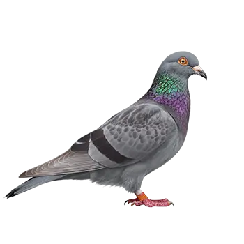 Pigeons Species Guide - Furry Critter Network