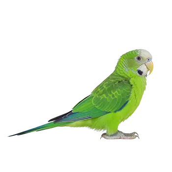 Quaker Parrot Species Guide - Furry Critter Network